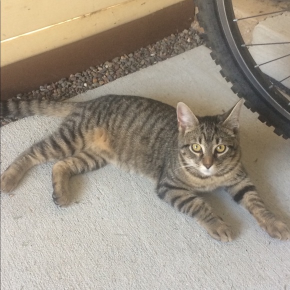 Hi, I’m Jamie, and these are our 5 fur-babies! - Picture 8 of 8